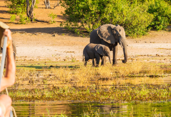 viagem safari para africa