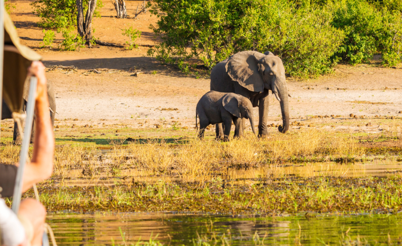 viagem safari para africa