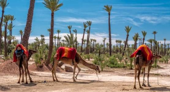 Passeio de Camelo - Marrocos