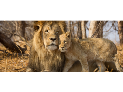 Kruger Park - Africa