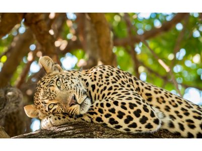 Kruger Park - África do Sul