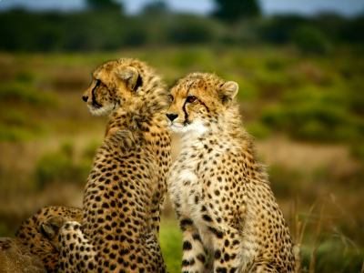 Safari na Tanzânia - Seringeti