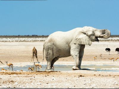 Safari Etosha Naminia