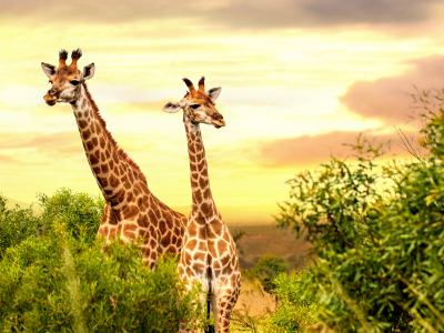 Safari na Tanzânia - Seringeti