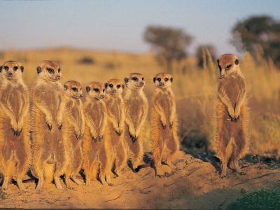 Deserto do Kalahari - Namíbia