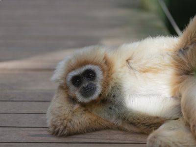 Knysna - África do Sul