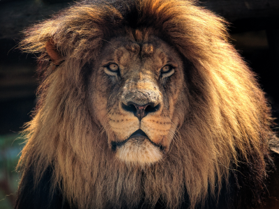 Kruger Park - - África do Sul