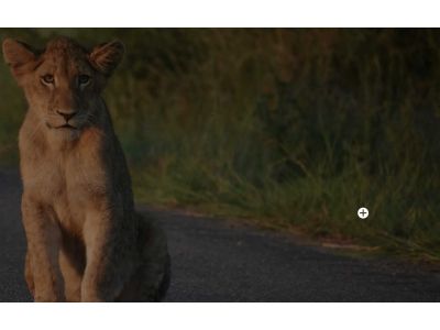 Leão - Kruger