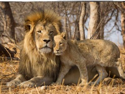 Kruger Park - África do Sul