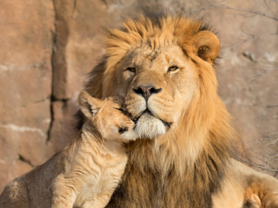 Kruger Park - África do Sul