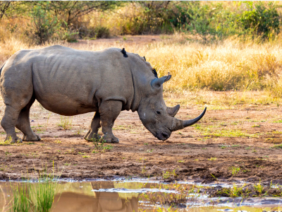 Kruger Park - - África do Sul