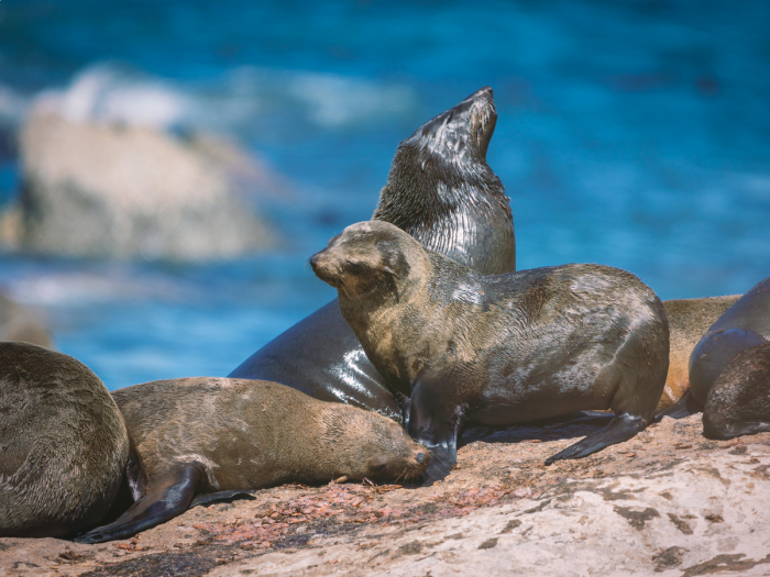 Ilha das Focas -  - África do Sul