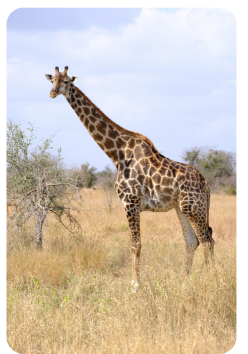 África do Sul - Safari no Kruger Park e Cape Town c/ Parque dos Leões ou Ukutula e Santuário dos Elefantes - 9 dias