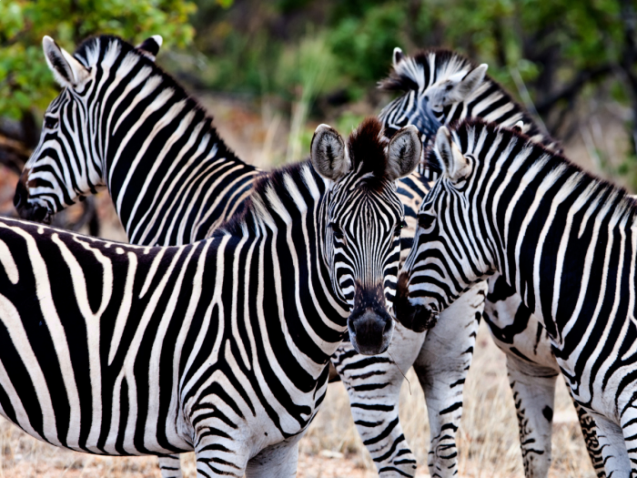Kruger Park - África do Sul