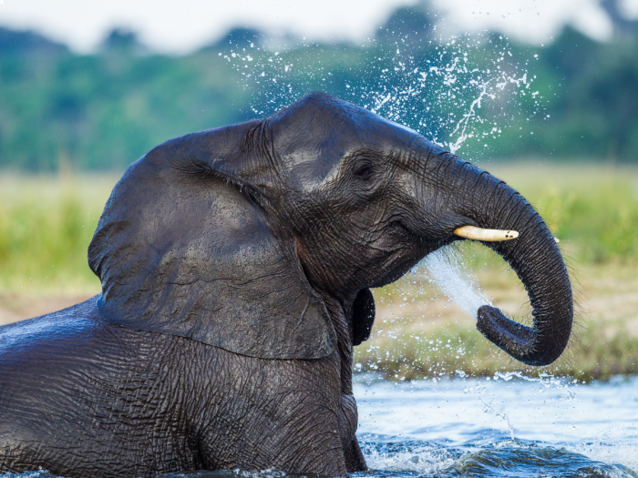 Kruger Park - África do Sul
