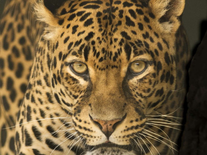 Kruger  - África do Sul
