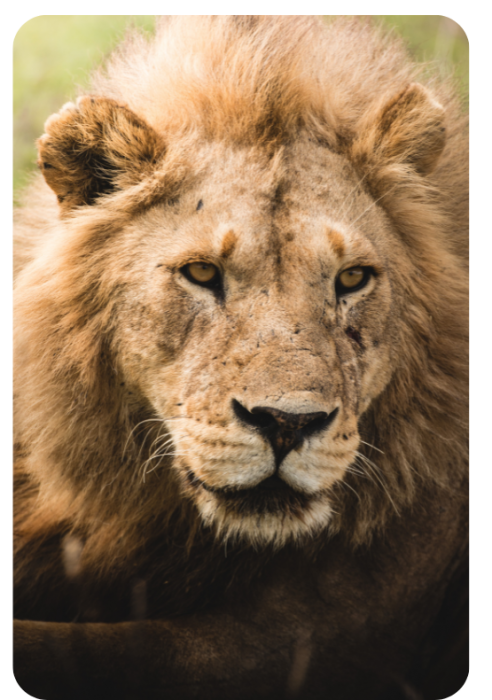  Quênia e Tanzânia - Safaris no Serengeti, Masai Mara e Ngorongoro - 9 dias