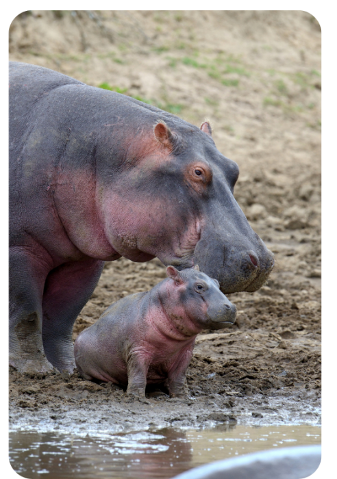 África do Sul - Grupo com saída do Brasil Com Kruger Park, Cidade do Cabo e Joanesburgo- 13 dias 